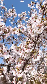 最後の桜