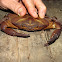 Freshwater Crab