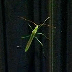 A Green Insect