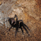 Tarantula