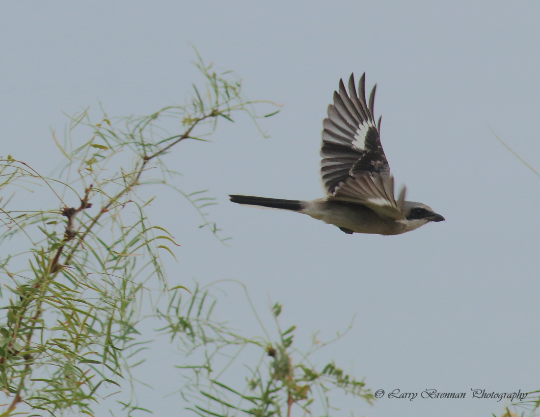 Loggerhead Shrike