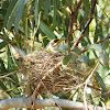 Yellow-throated Miner (nest)