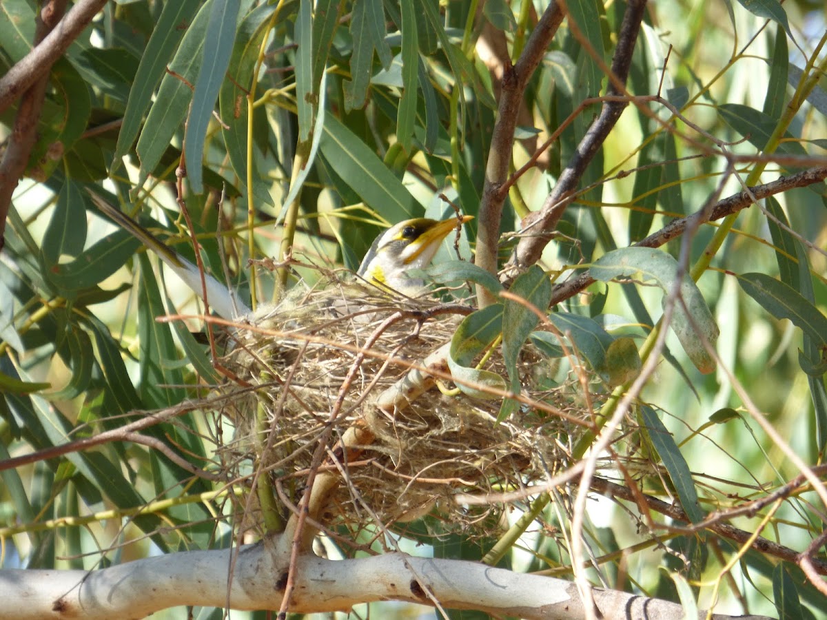 Yellow-throated Miner (nest)