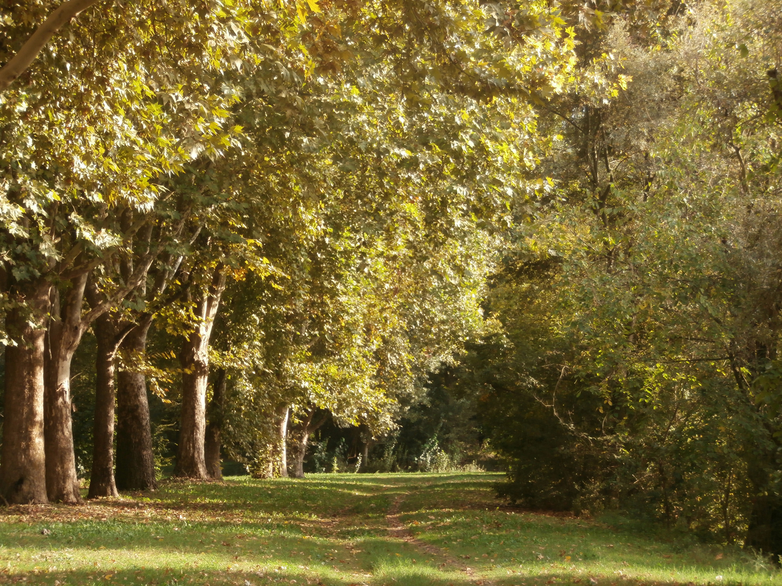 Inoltrarsi nell'autunno di Renato Teodori