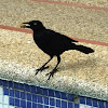 Carib grackle