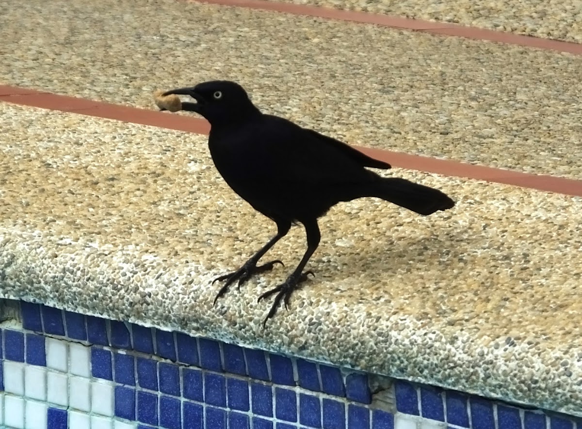 Carib grackle