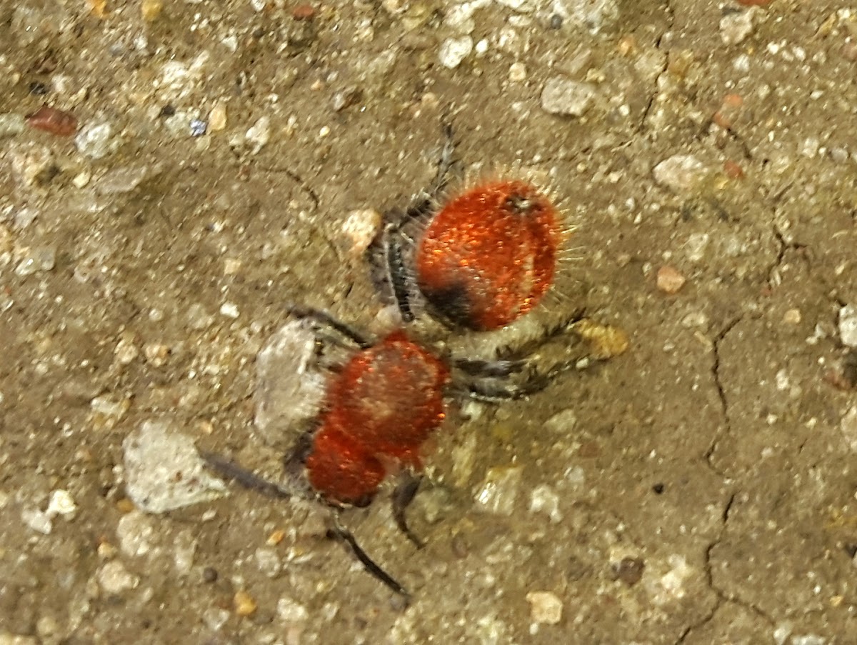 Velvet ant (Wasp)