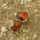 Velvet ant (Wasp)