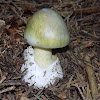 Death cap