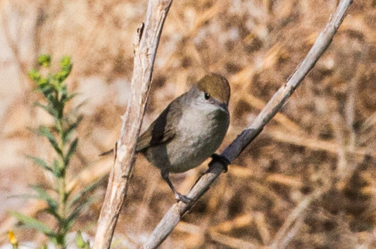 Blackcap; Curruca Capirotada