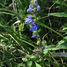 Great Blue Lobelia