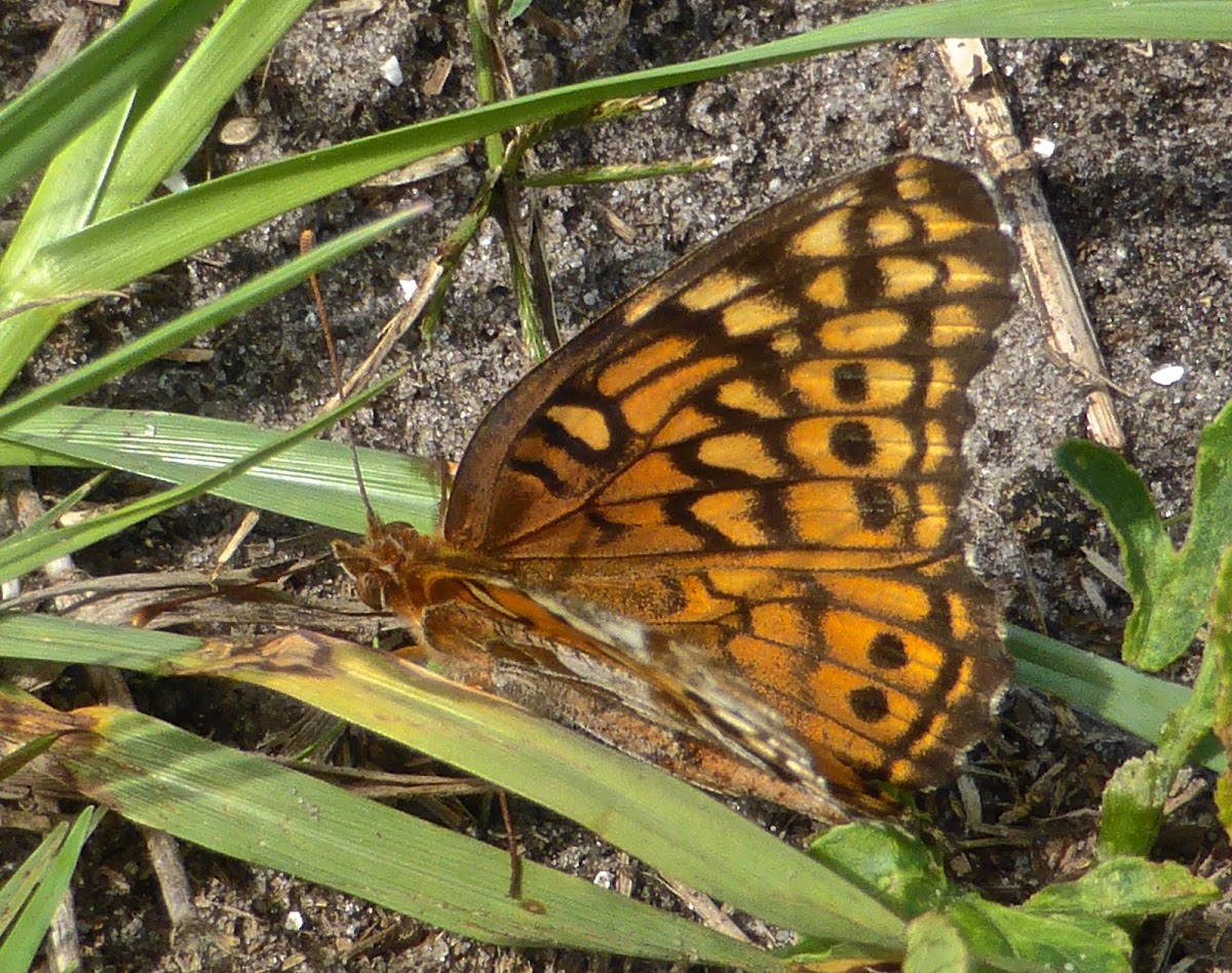 Variegated Fritillary