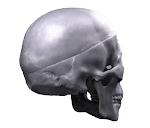 Skull 28