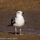 Lesser Black-backed Gull