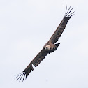 Griffon vulture; Buitre leonado