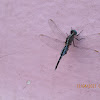 Trumpet Tail Dragonfly