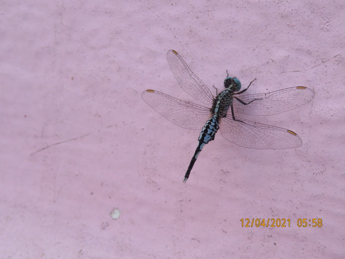 Trumpet Tail Dragonfly