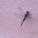 Trumpet Tail Dragonfly