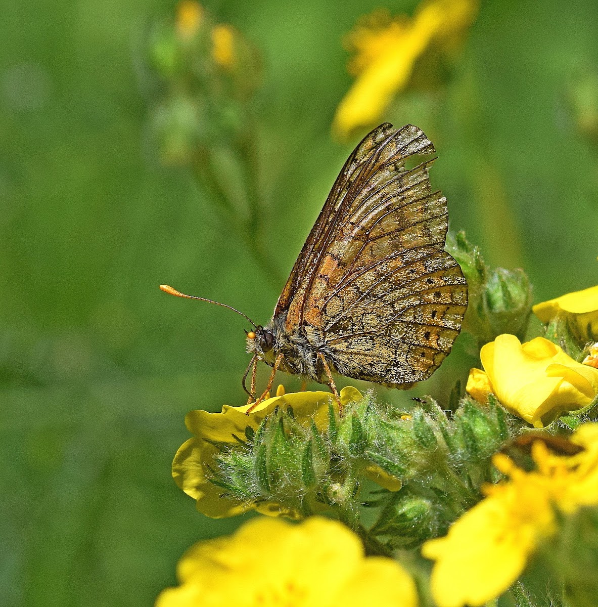 Marsh Fritillary