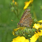 Marsh Fritillary