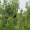 Red-winged Blackbird