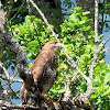 Common buzzard