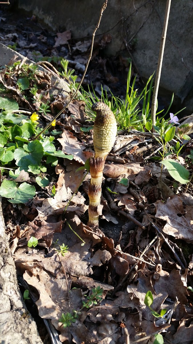 Common horsetail