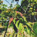 Maple bladder-gall mite