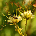 CMR Bean Beetle