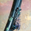 Blue mud dauber