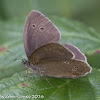 Ringlet