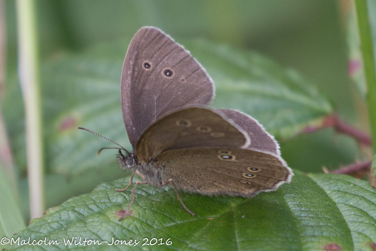 Ringlet