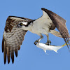 Osprey