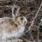 Snowshoe Hare