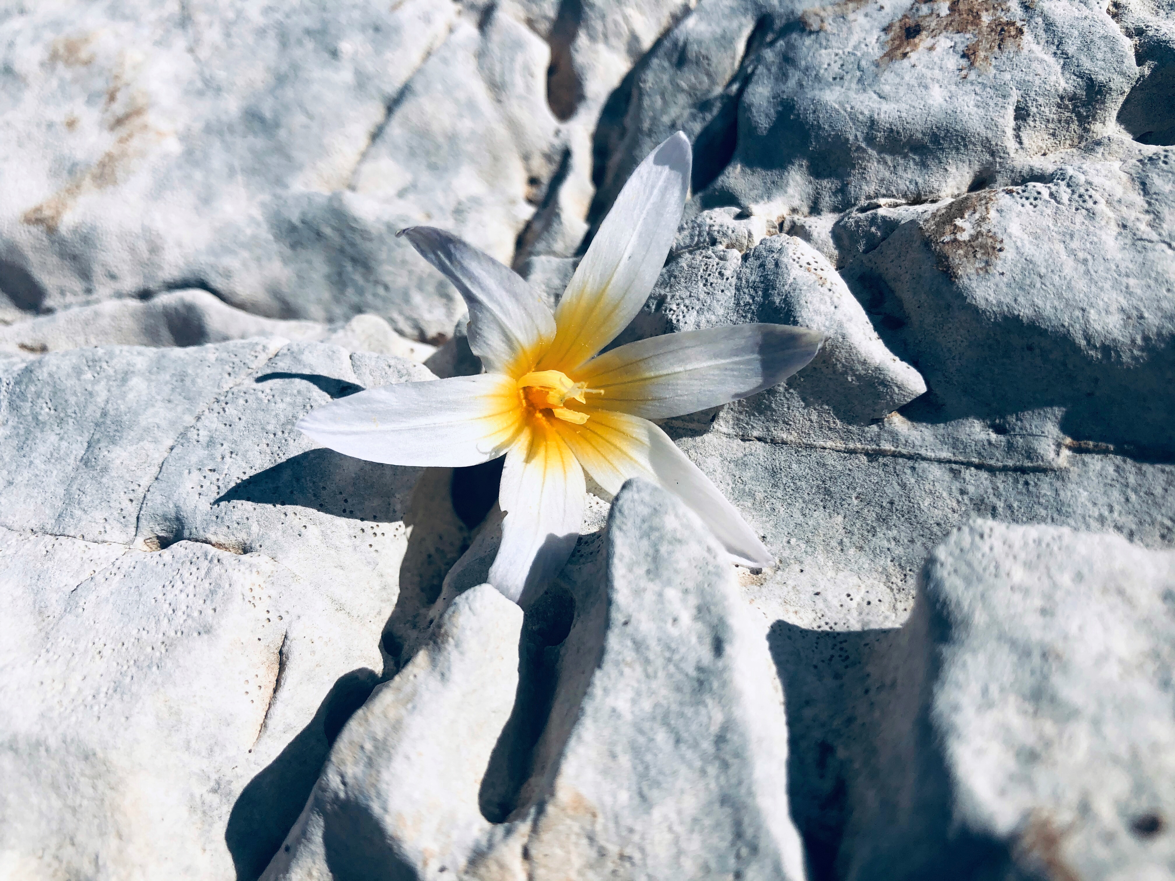 Il bianco in natura di emmasalu