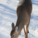 White Tailed Deer