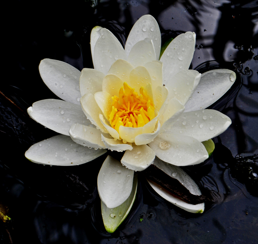 American White Waterlily