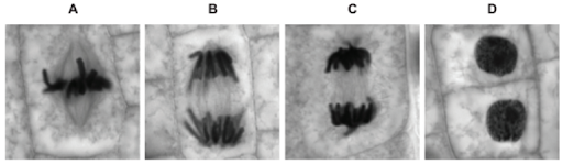 Mitosis