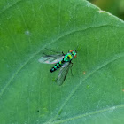 Long legged fly