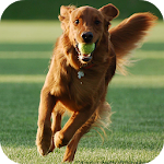 Cover Image of Descargar Dog Training 6.0 APK