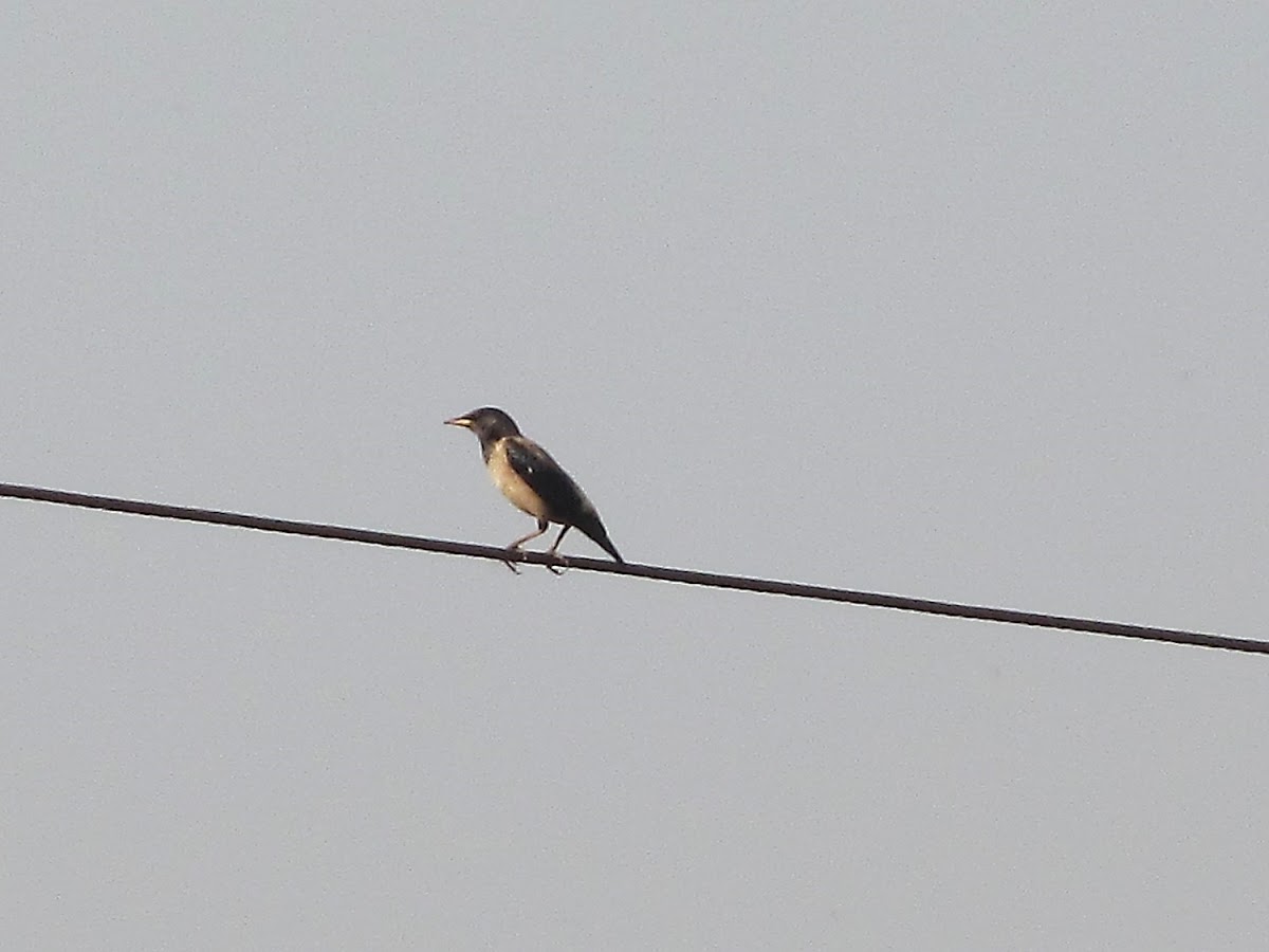 Rosy Starling