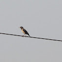 Rosy Starling