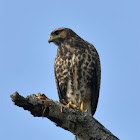 Harris´s Hawk