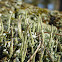 Cladonia