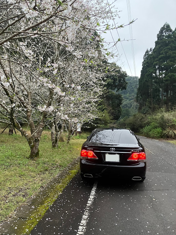 クラウンアスリートの春の風物詩と愛車・C.T.C.O Family・鹿児島・サクラと愛車に関するカスタム事例の投稿画像3枚目