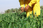 A man works at a wheat farm, where a newly launched 400-hectares farm in Sharjah's Mleiha, which has turned a UAE desert into a green land, aims to further expand and reduce imports, in Mleiha area, Sharjah, United Arab Emirates, February 8, 2023. 