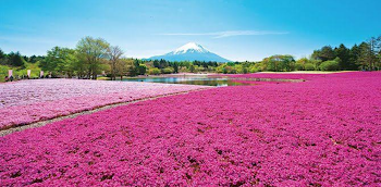 「必読の花畑」のメインビジュアル