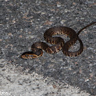 Banded Water Snake