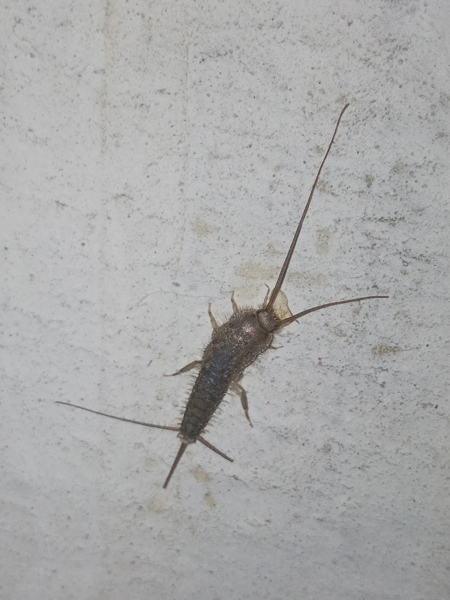 Silverfish