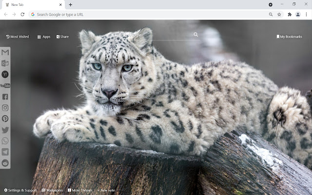 Snow Leopard Wallpaper